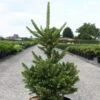 Picea Abies Will's Zwerg - Épicéa Commun -MAO PLANTES Magasin Epicea commun Picea abies Will s Zwerg IF 1002732 1