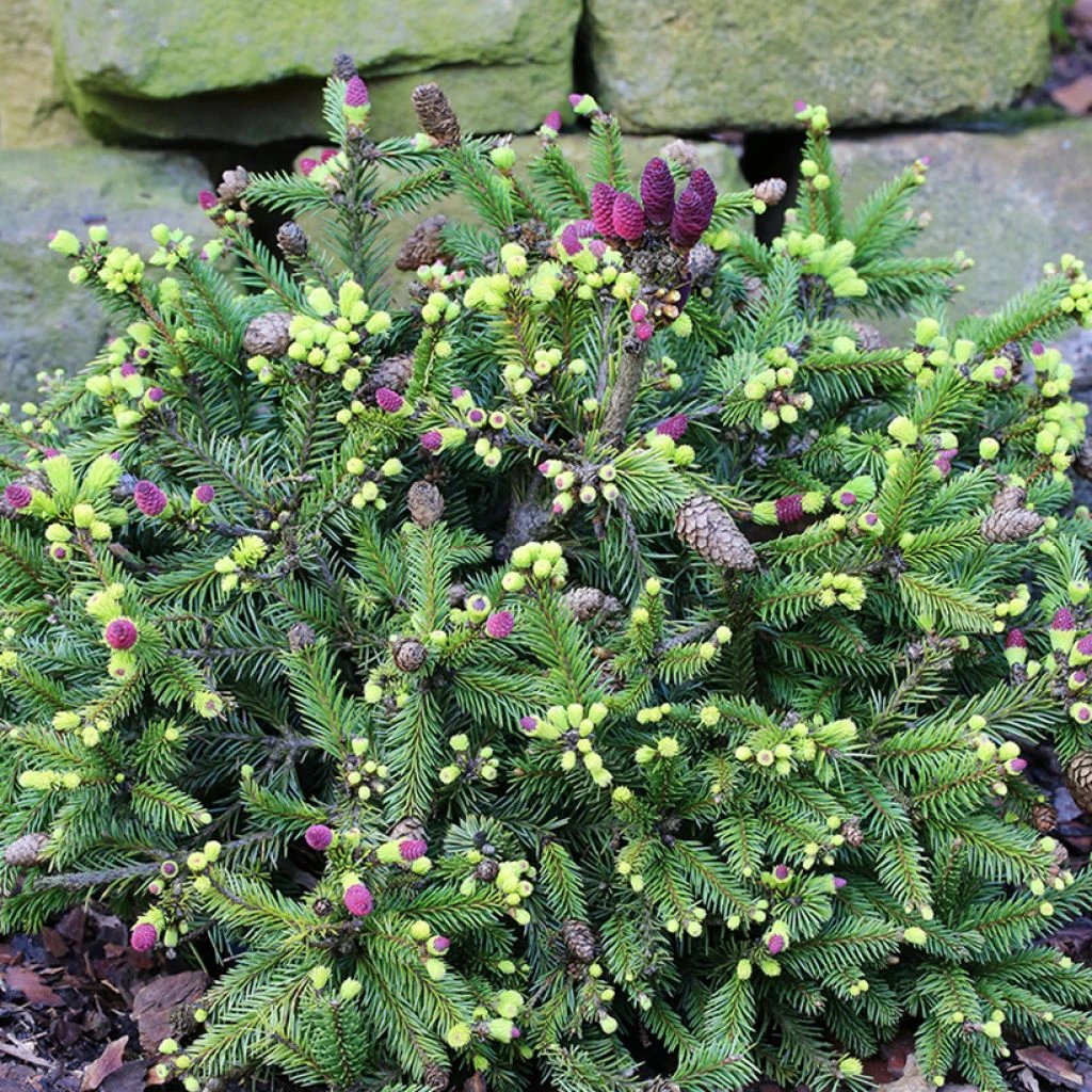 Epicea Commun Nain - Picea Abies Pusch 3 Epicea Commun Nain - Picea Abies Pusch