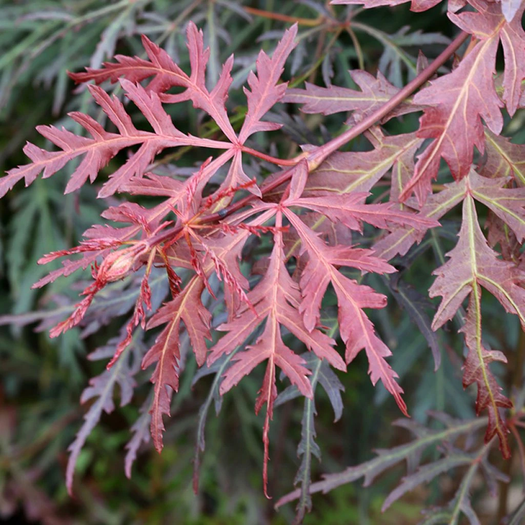 Erable Du Japon - Acer Palmatum Dissectum Orangeola 3 Erable Du Japon - Acer Palmatum Dissectum Orangeola