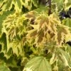 Erable Plane - Acer Platanoides Drummondii -MAO PLANTES Magasin Erable plane Acer platanoides Drummondii copyright 8392911 1