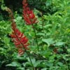 Erythrina X Bidwillii - Arbre Corail -MAO PLANTES Magasin Erythrina x Bidwilli 83309 1