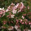 Escallonia Apple Blossom -MAO PLANTES Magasin Escallonia Apple Blossom 82634 1