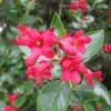 Escallonia C.F. Ball 1 Escallonia C.F. Ball -MAO PLANTES Magasin Escallonia CF Ball 1001012 1