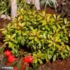 Escallonia Hybride Glowing Embers 2 Escallonia Hybride Glowing Embers -MAO PLANTES Magasin Escallonia Glowing Embers 88791 5