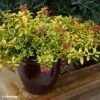 Escallonia Hybride Golden Carpet -MAO PLANTES Magasin Escallonia Golden Carpet 88792 1