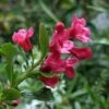 Escallonia Pride Of Donard 1 Escallonia Pride Of Donard -MAO PLANTES Magasin Escallonia Pride of Donard 84061 1