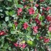 Escallonia Hybride Red Dream -MAO PLANTES Magasin Escallonia hybride Red Dream 84062 1