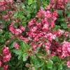 Escallonia Red Carpet -MAO PLANTES Magasin Escellonia Red Dream ld wallygrom 781611 1