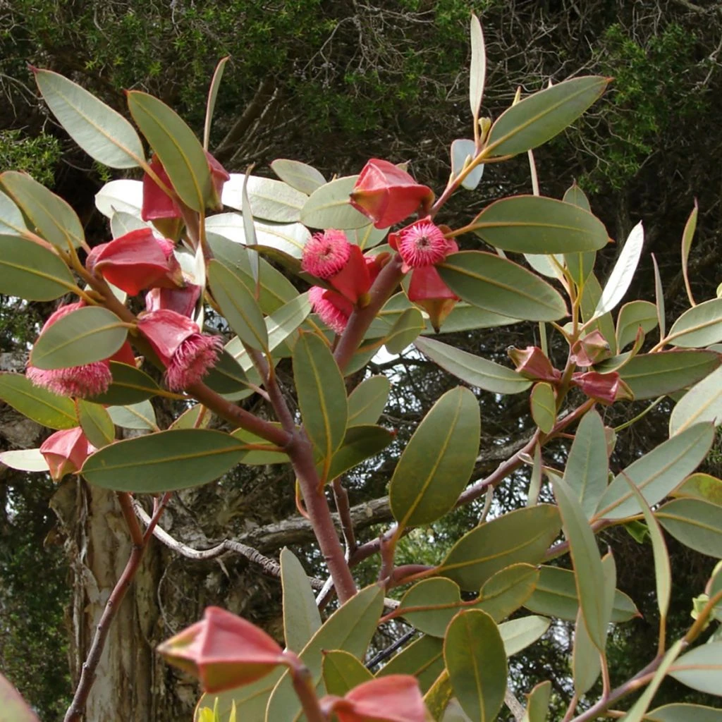 Eucalyptus Tetraptera - Mallée à Quatre Ailes Ou à Fruits Carrés 3 Eucalyptus Tetraptera - Mallée à Quatre Ailes Ou à Fruits Carrés
