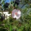 Eucryphia Lucida Pink Cloud 1 Eucryphia Lucida Pink Cloud -MAO PLANTES Magasin Eucryphia lucida Pink cloud Eucryphia luisant 16662 1