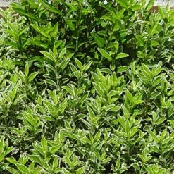 Euonymus Japonicus Microphyllus - Fusain Du Japon