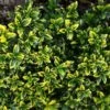 Euonymus Japonicus Microphyllus Aureovariegatus - Fusain -MAO PLANTES Magasin Euonymus japonicus micr Aureovariegatus 84072 1