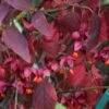 Euonymus Planipes - Fusain -MAO PLANTES Magasin Euonymus planipes 80065 1