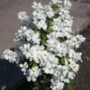 Exochorda Racemosa Magical Springtime -MAO PLANTES Magasin Exochorda Magical Springtime 82317 1