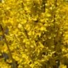 Forsythia Intermedia Week-end - Mimosa De Paris -MAO PLANTES Magasin FORSYTHIA INTERMEDIA WEEK END 781619 1