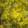 Forsythia Nimbus - Mimosa De Paris Nain -MAO PLANTES Magasin Forsythia Nimbus 82320 1