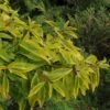 Forsythia Intermedia Golden Times - Mimosa De Paris -MAO PLANTES Magasin Forsythia intermedia Golden Times 781617 1