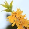 Forsythia Viridissima Citrus Swizzle - Mimosa De Paris -MAO PLANTES Magasin Forsythia viridissima Citrus Swizzle 781621 1
