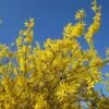 Forsythia X Intermedia Gold Rausch - Mimosa De Paris -MAO PLANTES Magasin Forsythia x intermedia Gold Rausch 100111 1