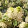 Fothergilla Gardenii -MAO PLANTES Magasin Fothergilla gardenii copyright 84079 1
