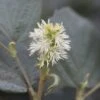 Fothergilla Intermedia Blue Shadow -MAO PLANTES Magasin Fothergilla major Blue Shadow 9557 1