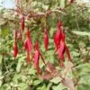 Fuchsia Magellanica Tricolorii -MAO PLANTES Magasin Fuchsia magellanica Tricolorii copyright 880601 1