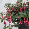 Fuchsia Rustique Mrs Popple -MAO PLANTES Magasin Fuchsia rustique Mrs Popple 86019 1