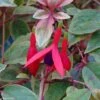 Fuchsia Rustique Tom West -MAO PLANTES Magasin Fuchsia rustique Tom West 81278 1