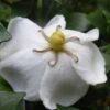 Gardenia Sweetheart - Jasmin Du Cap -MAO PLANTES Magasin Gardenia Sweetheart 15350 1