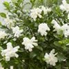 Gardenia Jasminoides Double Diamonds -MAO PLANTES Magasin Gardenia jasminoides Double Diamonds copyright 18295 1