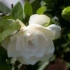 Gardenia Jasminoides Double Mint -MAO PLANTES Magasin Gardenia jasminoides Double Mint 85081 1