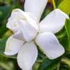 Gardenia Jasminoides Summer Snow. 1 Gardenia Jasminoides Summer Snow. -MAO PLANTES Magasin Gardenia jasminoides Summer snow copyright 833261 1