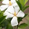 Gardenia Jasminoides Sweet Star First Editions 1 Gardenia Jasminoides Sweet Star First Editions -MAO PLANTES Magasin Gardenia jasminoides Sweet Star First Editions copyright 182961 1