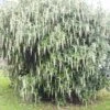 Garrya Elliptica James Roof 2 Garrya Elliptica James Roof -MAO PLANTES Magasin Garrya elliptica James Roof 84082 1