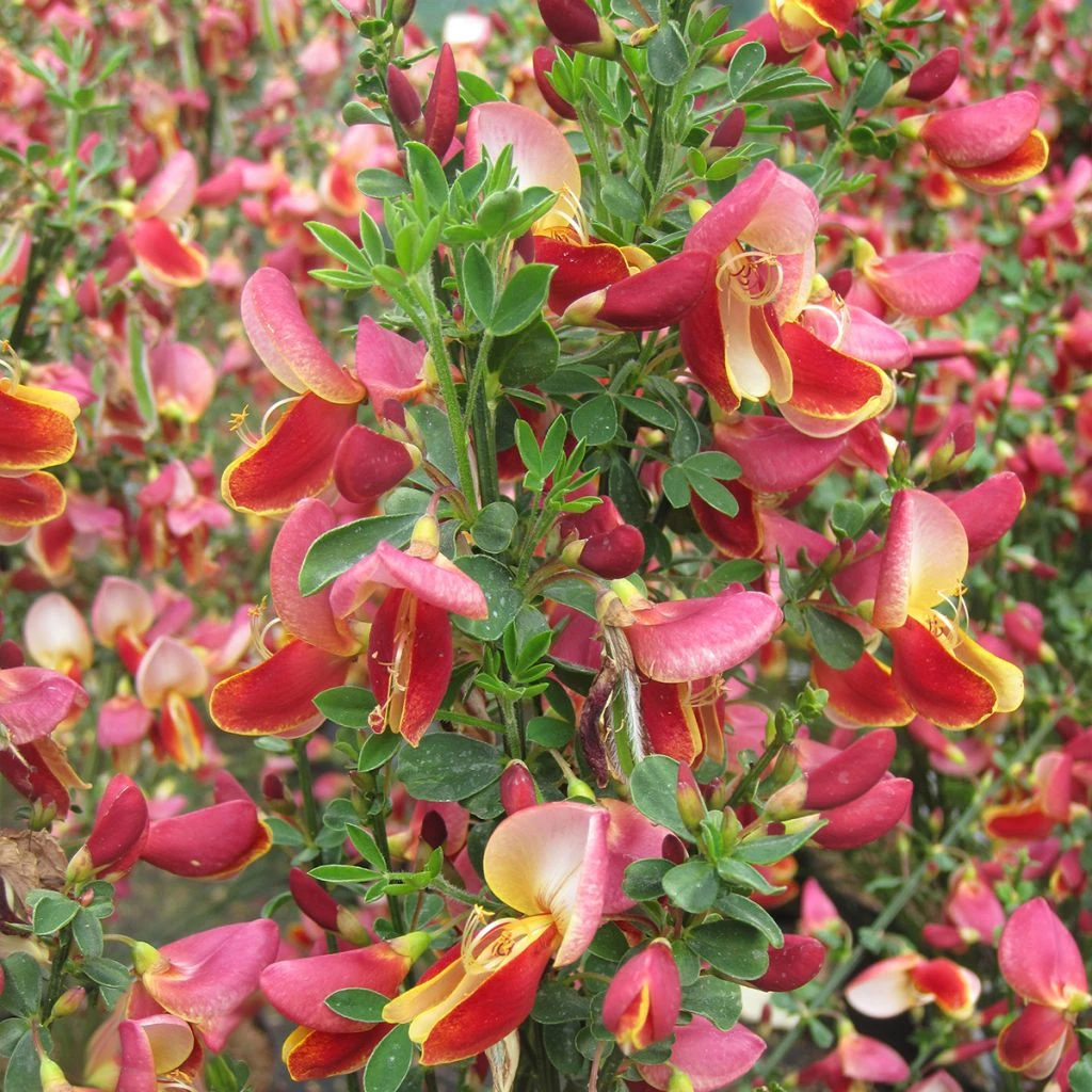 Genêt - Cytisus Maria Burkwood 3 Genêt - Cytisus Maria Burkwood