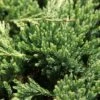 Genévrier Horizontal - Juniperus Horizontalis Prince Of Wales -MAO PLANTES Magasin Genevrier horizontal Juniperus horizontalis Prince Of Wales IF 1001362 1