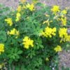Genista Porlock - Genêt -MAO PLANTES Magasin Genista Porlock 100626 1