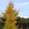Ginkgo Biloba Fastigiata Gold Flame - Arbre Aux Quarante écus -MAO PLANTES Magasin Ginkgo Biloba fastigiata Gold Flame LD 16550 1