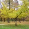 Ginkgo Biloba Horizontalis 2 Ginkgo Biloba Horizontalis -MAO PLANTES Magasin Ginkgo biloba Horizontalis 1006292 1