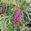 Grevillea Bronze Rambler -MAO PLANTES Magasin Grevillea Bronze Rambler 16664 1