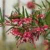 Grevillea Gracilis Clearview David 1 Grevillea Gracilis Clearview David -MAO PLANTES Magasin Grevillea gracilis Clearview David 87067 1