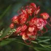Grevillea Johnsonii -MAO PLANTES Magasin Grevillea johnsonii 83328 1