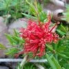 Grevillea Juniperina New Blood -MAO PLANTES Magasin Grevillea juniperina New Blood 86094 1