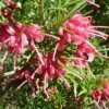 Grevillea Rosmarinifolia -MAO PLANTES Magasin Grevillea rosmarinifolia 83333 1