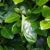 Griselinia Littoralis Emerald - Griselinie Du Littoral -MAO PLANTES Magasin Griselinia littoralis Emerald 83336 1