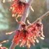 Hamamelis Intermedia Diane - Noisetier De Sorcière -MAO PLANTES Magasin HAMAMELIS INTERMEDIA DIANE 781637 1