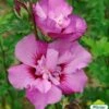 Hibiscus Syriacus Eruption - Althéa Ou Mauve En Arbre -MAO PLANTES Magasin HIBISCUS ERUPTION 761637 1