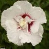 Hibiscus Syriacus French Point - Althéa à Fleurs Doubles -MAO PLANTES Magasin HIBISCUS FRENCH POINT 781967 1