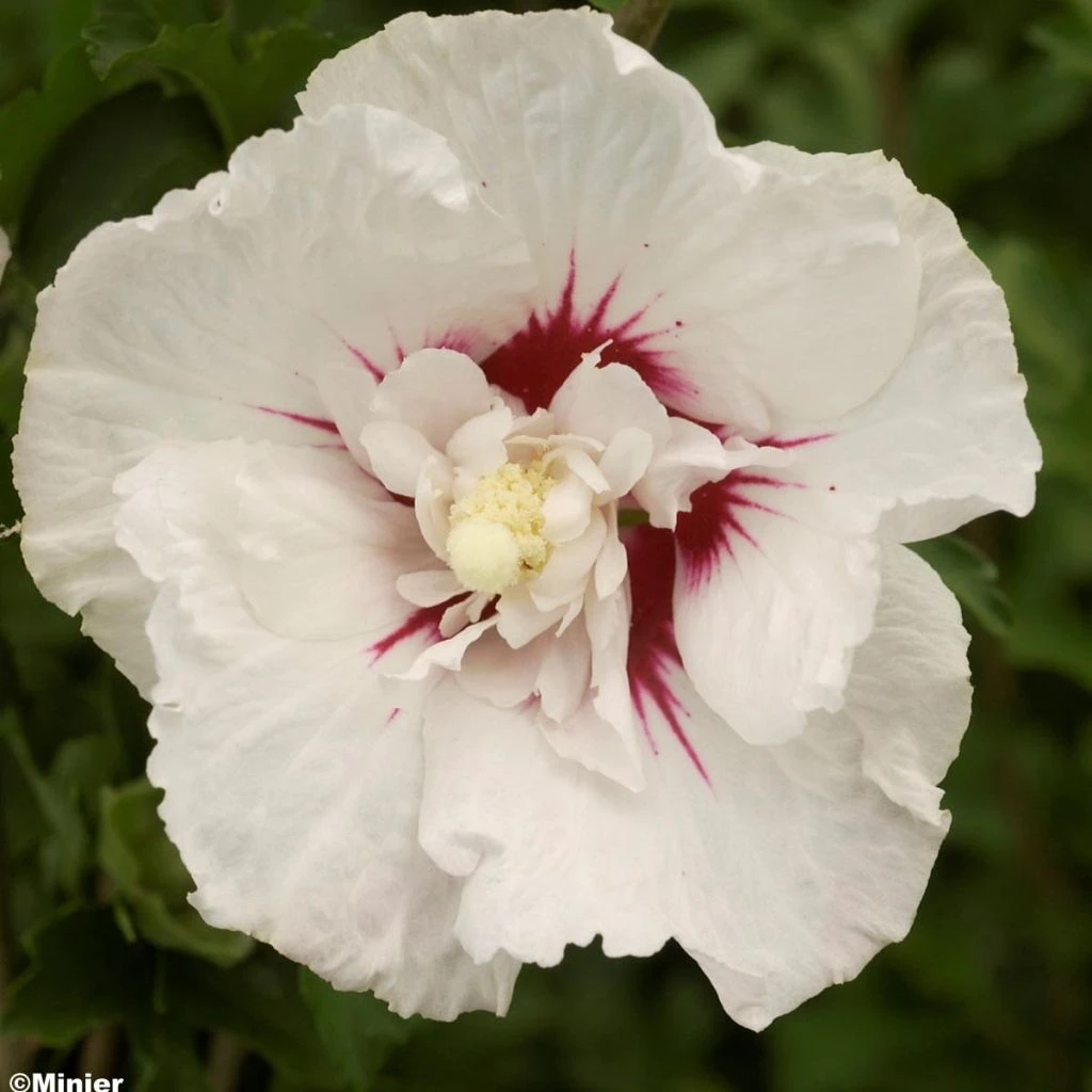 Hibiscus Syriacus French Point - Althéa à Fleurs Doubles 3 Hibiscus Syriacus French Point - Althéa à Fleurs Doubles