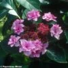 Hortensia - Hydrangea Macrophylla Etoile Violette -MAO PLANTES Magasin HORTENSIA ETOILE VIOLETTE 9523 1